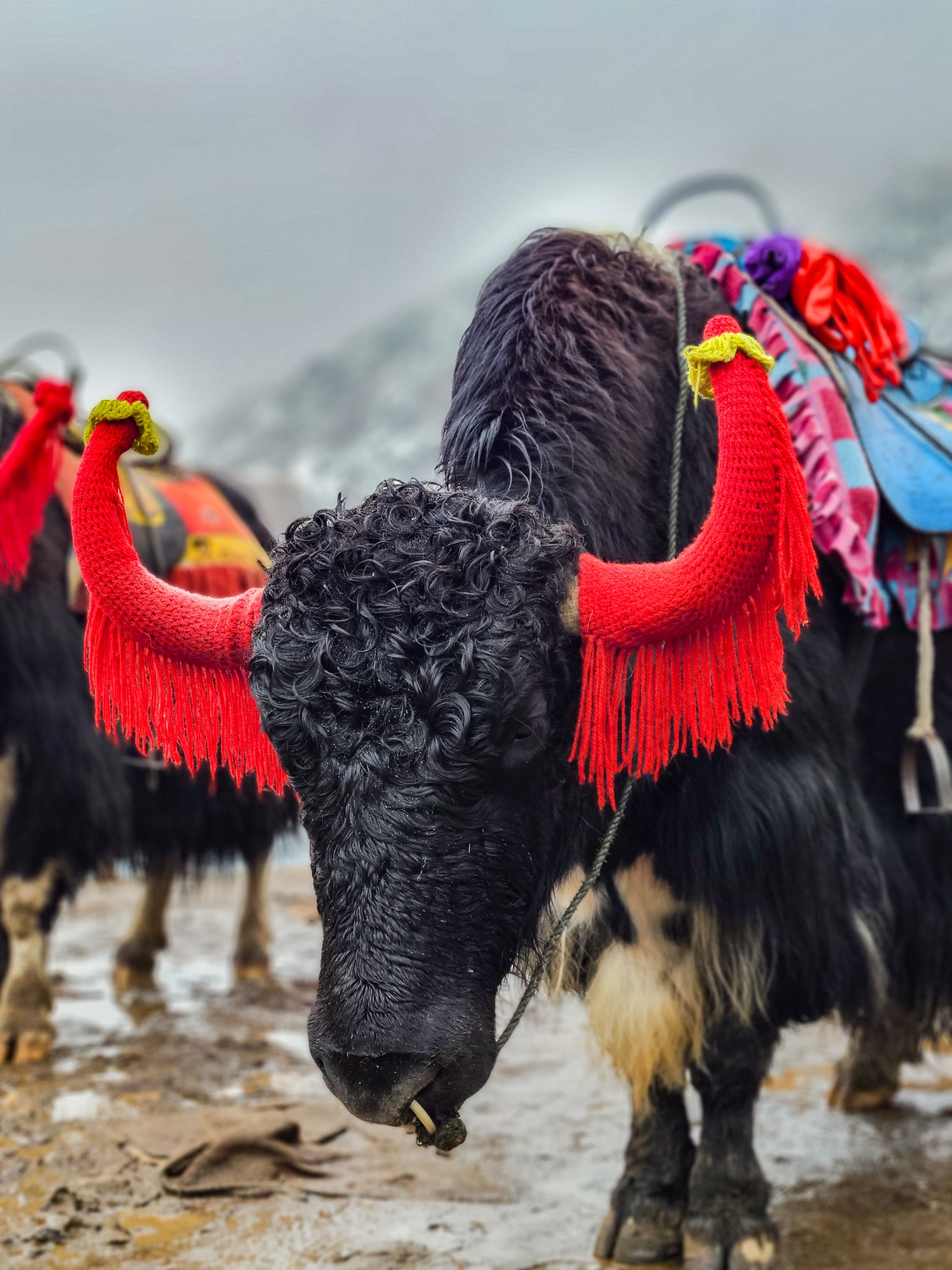 The Yak Group mascot — a yak in shades